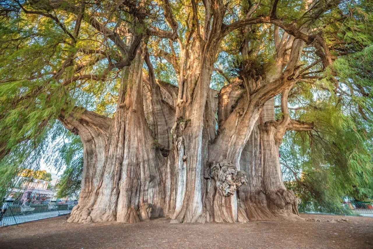 El Árbol del Tule en Oaxaca