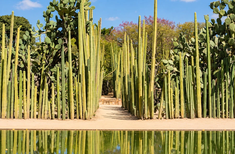 Jardín Etnobotánico de Oaxaca